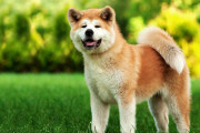 日本でペットの犬2匹が新型コロナに感染して海外びっくり仰天！(海外の反応)