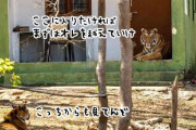 最強の森の守護者が門番！密猟防止キャンプを自主警備する2頭の虎