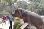海外「危険すぎるだろ…」 インドの動物園でカバを素手で叩いて押し戻す警備員