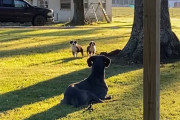 「ぎゃー！怖いー！」グレート・デンの大きさに驚き一目散に逃げていく子犬たちに飼い主さん爆笑！