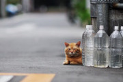 海外「これは意外にも世界共通の習慣かもしれない」オカルトでも雨水でもないけれど