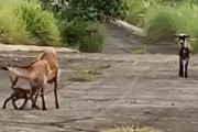 尻尾フリフリが止まらない！迷子の子ヤギが人間に助けられ、ようやく母親と再会（フィリピン）
