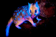 【海外】希少な有袋類の毛が暗闇で光る！？野生動物写真家が体験した驚きの瞬間