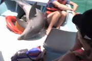 イルカウォッチングに来ていたボートにジャンプして乗ってしまったイルカの救出劇