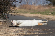 外国人「日本のツイッターで流行ってる猫伸ばしチャレンジを見ていこう」
