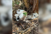 【海外】驚くべき猫が裏庭のゴミの山で大切な秘密を守る！あなたも見てみたくなる秘話とは？