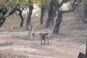 尻尾を振りながら小さな体でライオンに向かっていく野良犬（インド）