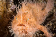【海外】毛むくじゃらのカエルウオは実は無毛でカエルじゃない？驚きの生態を徹底解説！