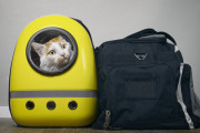 「ソフトボールをして遊ぼう」と誘った友人たちが、猫を連れてやってきた！その驚きの理由とは？
