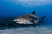 【海外】サメの知られざる10の驚きの真実とは？あなたが知らなかったサメの世界に迫る！