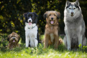 【生き物】平均的な犬は、89の単語とフレーズを理解しているという