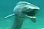 海外「なんて不気味なんだ…」 日本の水族館にいる「生きている化石」と呼ばれるサメが話題