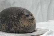 外国人「大阪・海遊館の丸いアザラシのユキちゃんがキュートすぎる！」