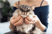 【海外】「猫が幸せでもゴロゴロ言わない理由とは？知られざる猫の心理を探る」