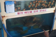 【韓国の反応】済州刺身屋で食べた真鯛、東京オリンピックの「在庫処分セール」日本産だった…韓国の反応「処罰が弱いから起こる犯罪。日本産は輸入禁止にしろ。」