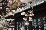 日本人は英語の発音が苦手なの？「"vehemently" （激しく）なんて普段使わないｗ」「それただの早口言葉だしww」海外の反応