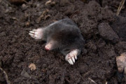 知らなかった！モグラの生体に迫る！「なぜ学校は生物学の授業でこれらのビデオを見せてくれないのですか？」「星鼻モグラは常に周囲の世界を手探りしている...」海外の反応