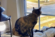 「猫がいつでも窓の外を眺められるように…橋を架けてあげた」