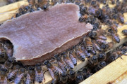 【海外】「画期的！ミツバチが花粉なしでも生き延びる新しい『パワーバー』」