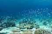 海外「人魚が住んでそうだ」 沖縄の海中にあるサンゴ畑に外国人が興味津々