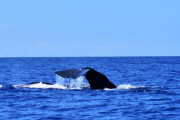 【ヤバッ！】緊急事態発生！座礁した大量クジラを助け出せ！ 海外の反応