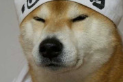 【小ネタ】海外「この柴犬が巻いてるハチマキに書かれてる日本語はどういう意味？」