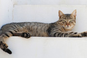 猫の寿命に関する日本の研究に海外大騒ぎ！←「犬はどうした？」（海外の反応）
