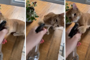 「エイ、エイ！」水やり用のスプレーボトルに猫パンチを繰り返す子猫ちゃんが可愛い！
