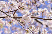 【海外】「美しすぎる」「アニメかと思った」車窓から見える桜景色がアニメのようだと海外もびっくり仰天！