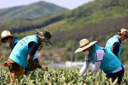 韓国人「農村の農繁期の食事量」