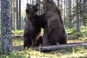 【ド迫力】野生の巨大ヒグマの死闘を至近距離から撮影した動画