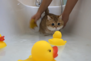 「やっぱりホシコってかわいい…！」外で遊べないのでプールで遊んでみた。海外の反応