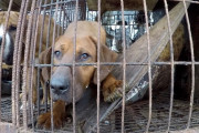 犬肉を食べる人とデートする？韓国で深まる分断に海外興味津々！（海外の反応）