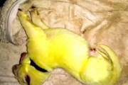 ジャーマンシェパードがライムグリーンの子犬を生んで話題に（アメリカ）