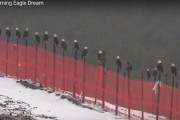 野鳥の楽園バンクーバーで越冬する白頭鷲の行列