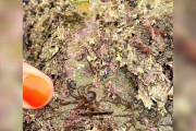 【海外】ビーチの岩から現れた謎の茶色い生物！ツアーガイドが発見した驚きの生き物とは？