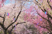 海外「おとぎの国のように綺麗だ」「まさに圧巻です」「思い出がよみがえります…」東京の桜（海外の反応）
