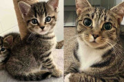 【海外】隠れていた子猫たちと一緒に、ついに幸せな生活を手に入れた猫の物語