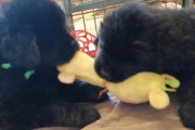 唸り声は一人前！ニューファンドランドの子犬たちによる綱引きがパワフルで可愛い