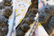 数珠繋ぎ子猫の第2弾！グレーの子猫ちゃんたちが横並びでお昼寝している姿が可愛い