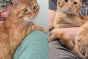 【海外】迷子の猫を助けようとした男性が、甘えん坊の lap catに大変身！その名は本物になった理由とは？