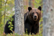 【訂正】ヒグマに背骨を折られ餌として一ヶ月巣穴に生き埋めにされたロシア人男性、奇跡的に救出される!?[追記アリ]