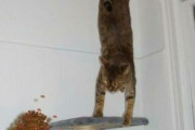 外国人「タイミングがパーフェクトすぎる動物写真を見せていくｗｗｗ」