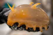南極の海底でSF世界から飛び出してきたような様々な生物が発見される
