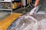 韓国人「日本のマグロ解体技術がもはや芸術の域に？巨大な魚体を捌ききる職人の手さばきと、その裏に隠された徹底的な品質管理とは？」
