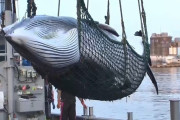 海外掲示板「おいみんな！日本が来月からまた捕鯨を再開するらしいぜ！」　海外の反応