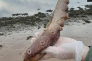 【海外】スコットランドの海岸で発見された巨大なタコの化石、その驚くべき正体とは？