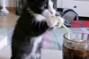 子ネッコ「なんやこれ！はわわわわわ！」ストローに夢中になる猫がかわいい！