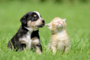 中国人「何で日本人は犬猫を食べないんだ？」　中国の反応