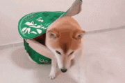 韓国人「犬が一匹丸ごと入った日本のカップラーメンがこちら‥（ﾌﾞﾙﾌﾞﾙ」　韓国の反応